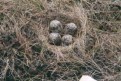 Grouse nest & eggs: Peak District moorlands